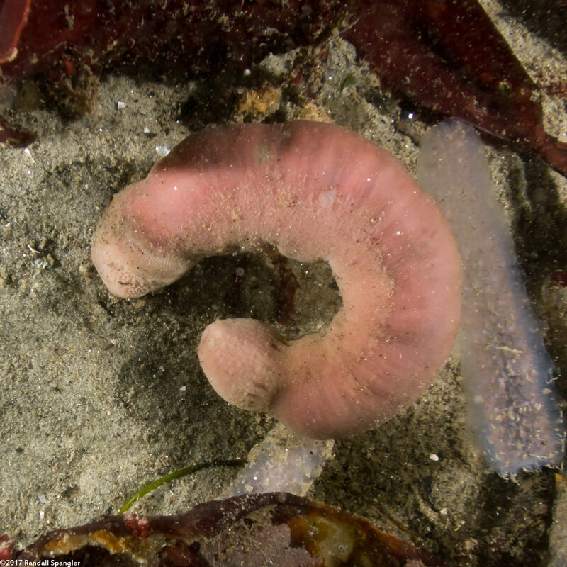 Urechis caupo (Fat Innkeeper Worm)