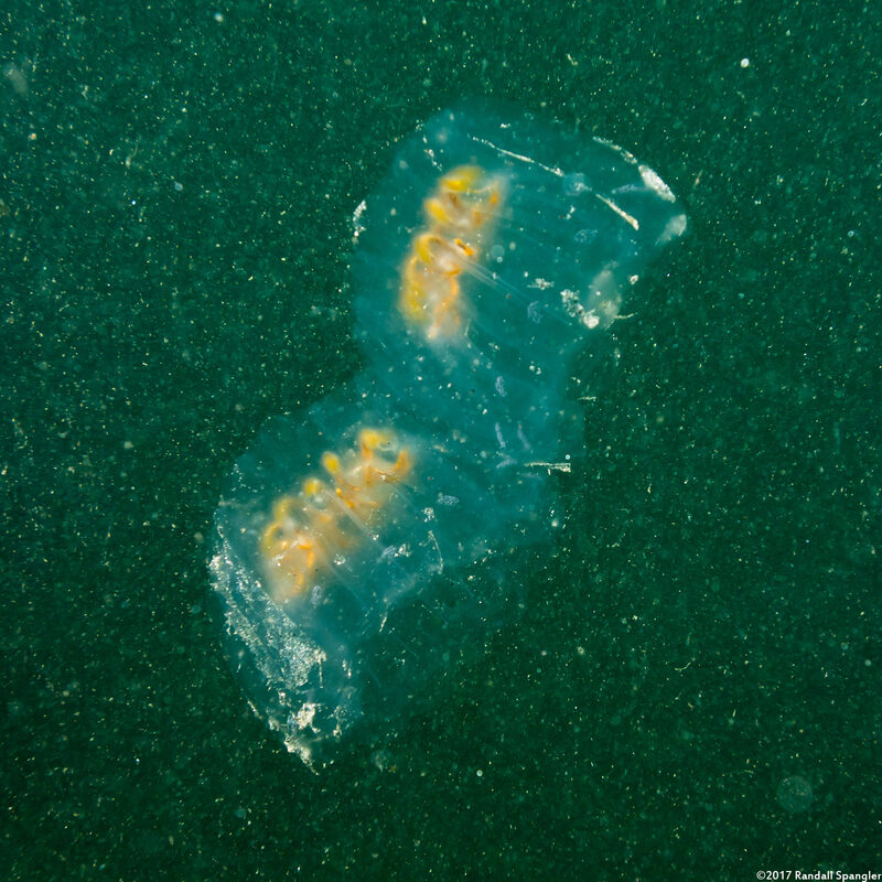 Cyclosalpa affinis (Cyclosalpa Affins)