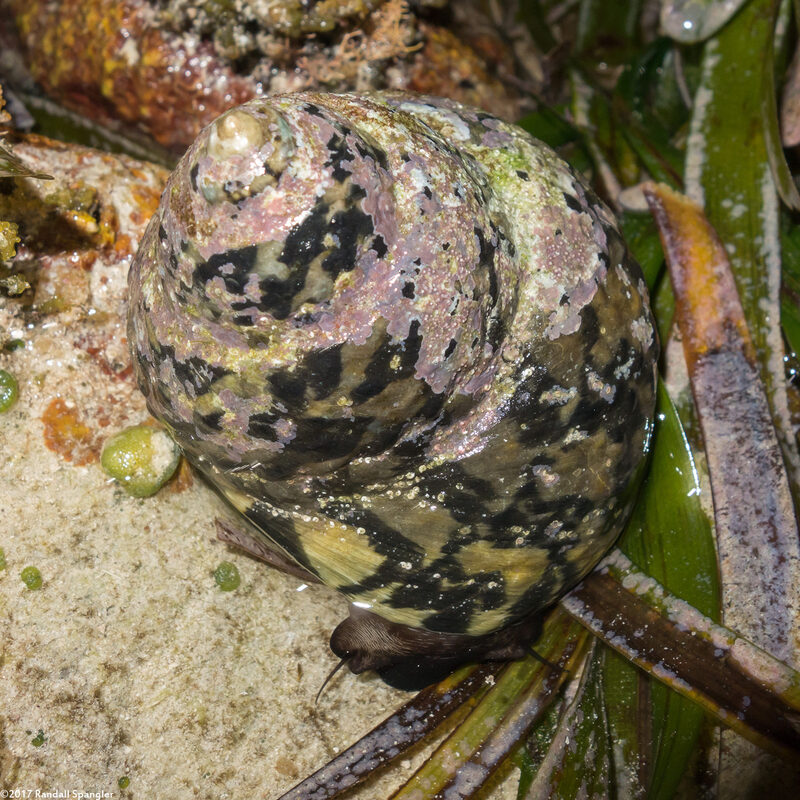 Cittarium pica (West Indian Top Snail)