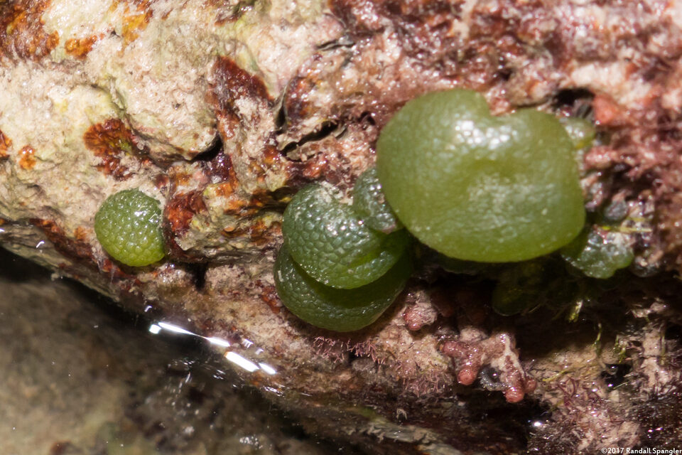 Dictyosphaeria cavernosa (Bubble Seaweed)