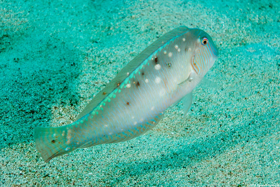 Xyrichtys novacula (Pearly Razorfish)