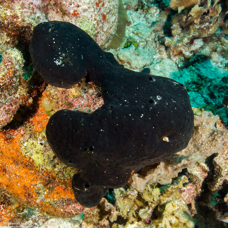 Aaptos pernucleata (Pernucleata Sponge)