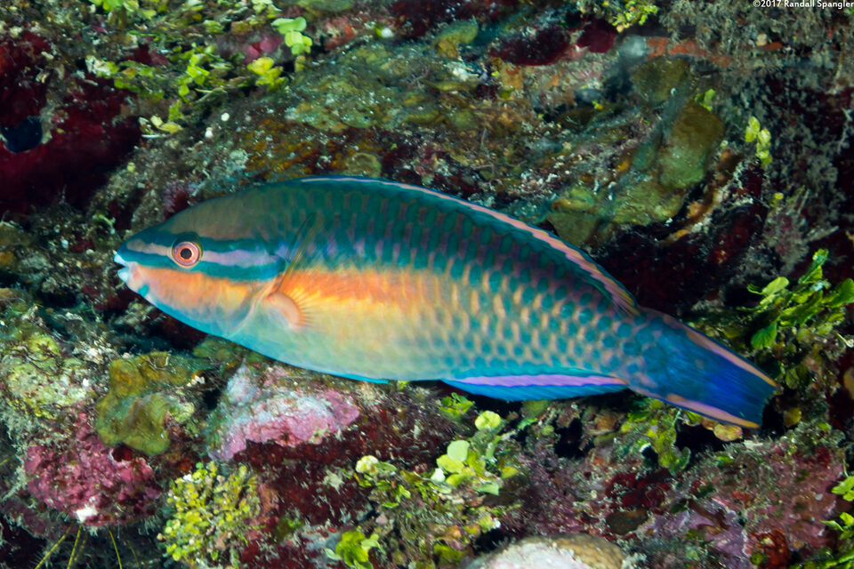 Scarus taeniopterus (Princess Parrotfish)
