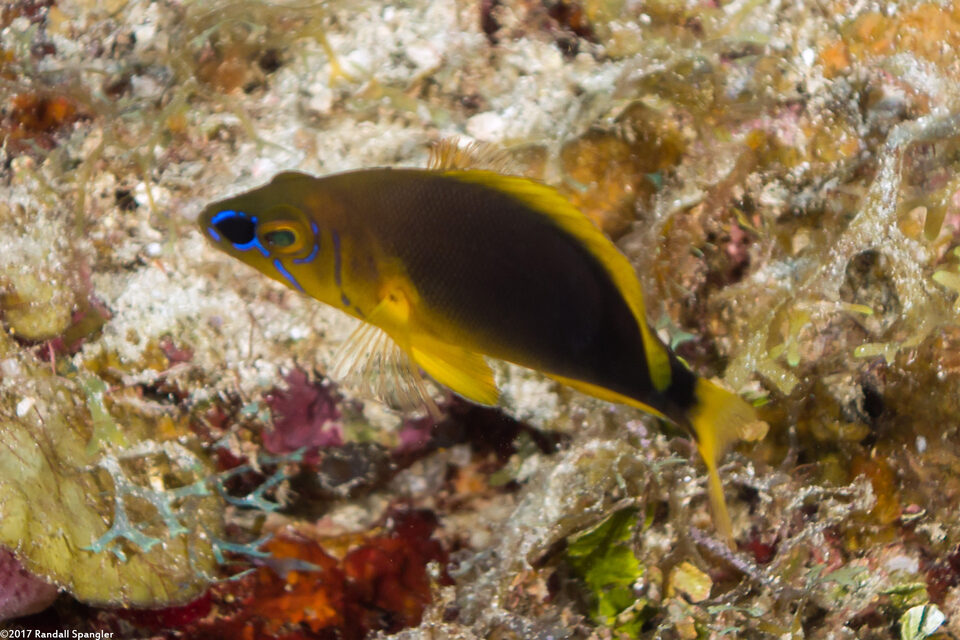 Hypoplectrus guttavarius (Shy Hamlet)