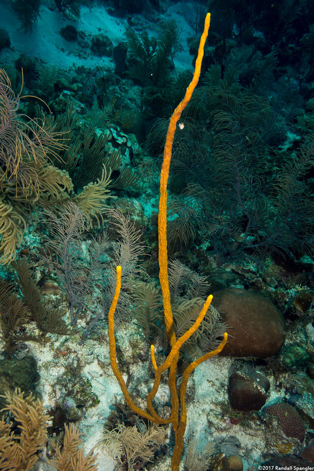 Aplysina cauliformis (Row Pore Rope Sponge)