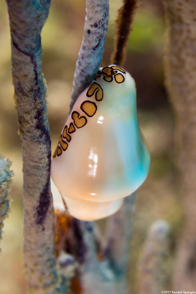 Cyphoma gibbosum (Flamingo Tongue); Mostly pulled inside its shell