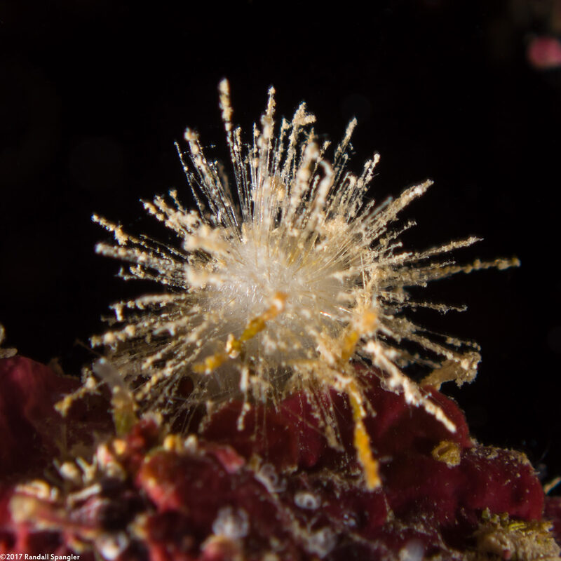 Leucandra barbata (Spinyball Sponge)