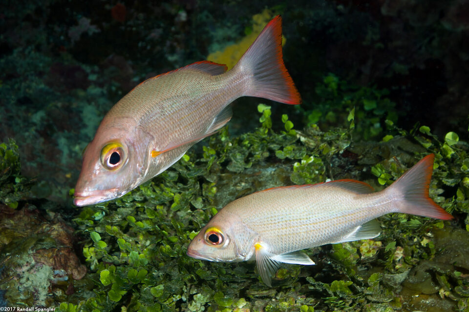 Lutjanus mahogoni (Mahogany Snapper)