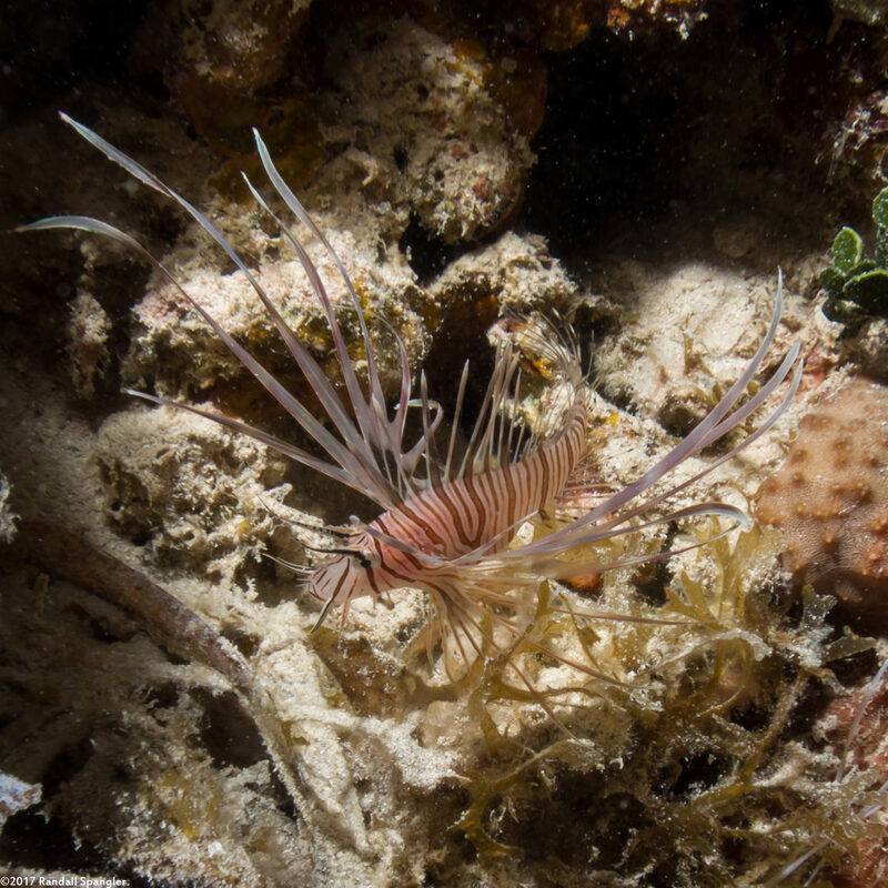 Pterois volitans (Red Lionfish)