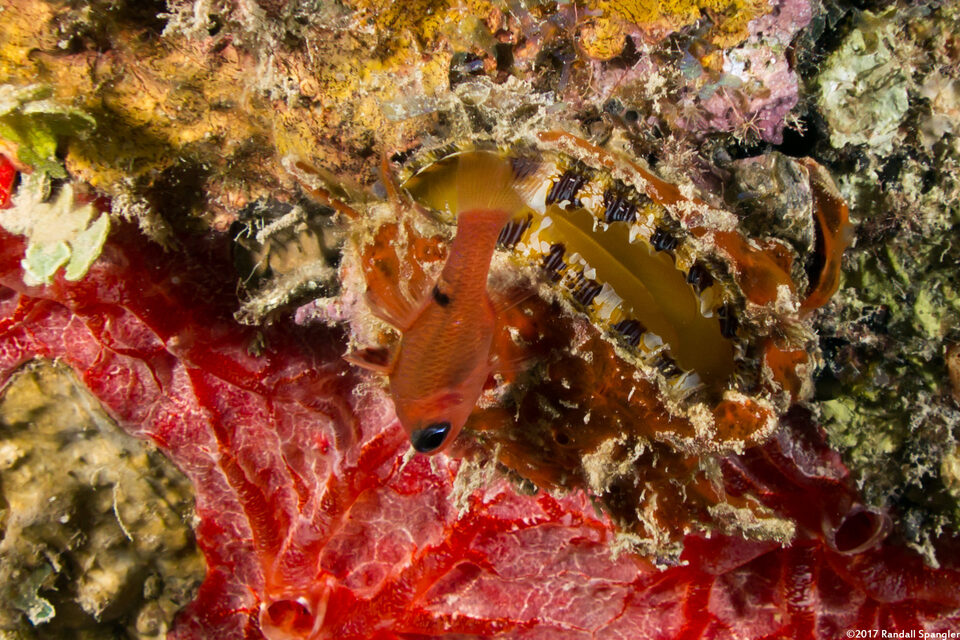 Apogon lachneri (Whitestar Cardinalfish)