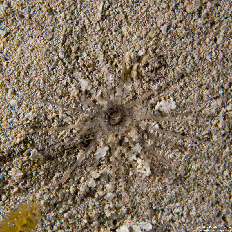 Isarachnanthus nocturnus (Banded Tube-Dwelling Anemone)