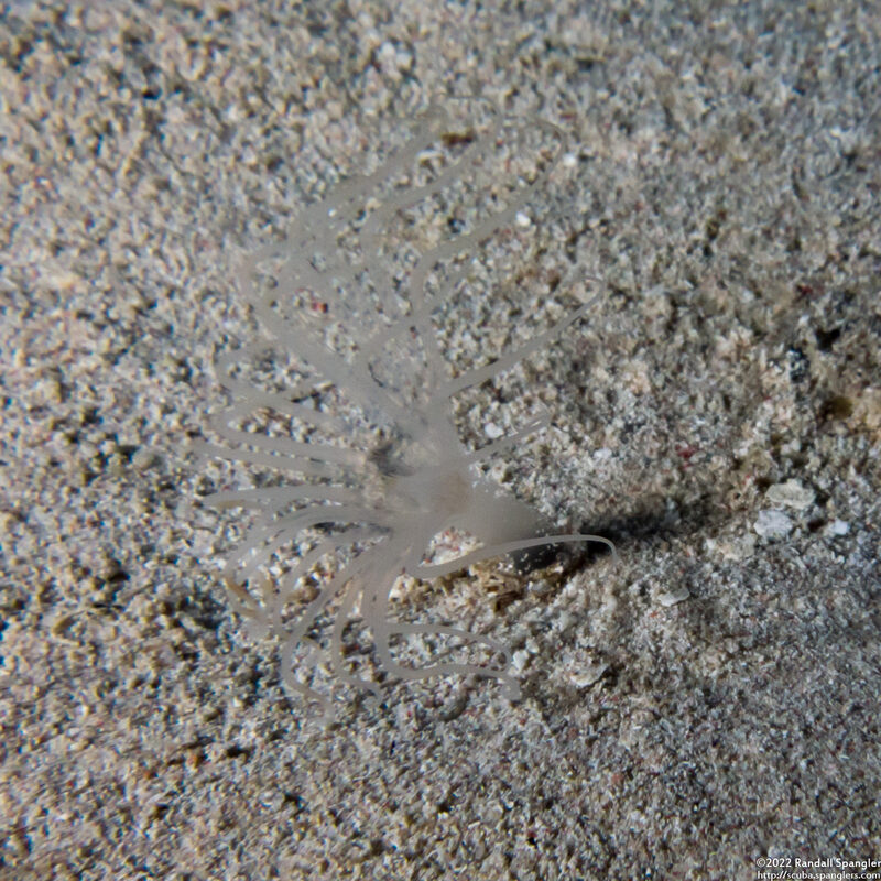 Cerianthidae sp.1 (Transparent Tube-Dwelling Anemone)