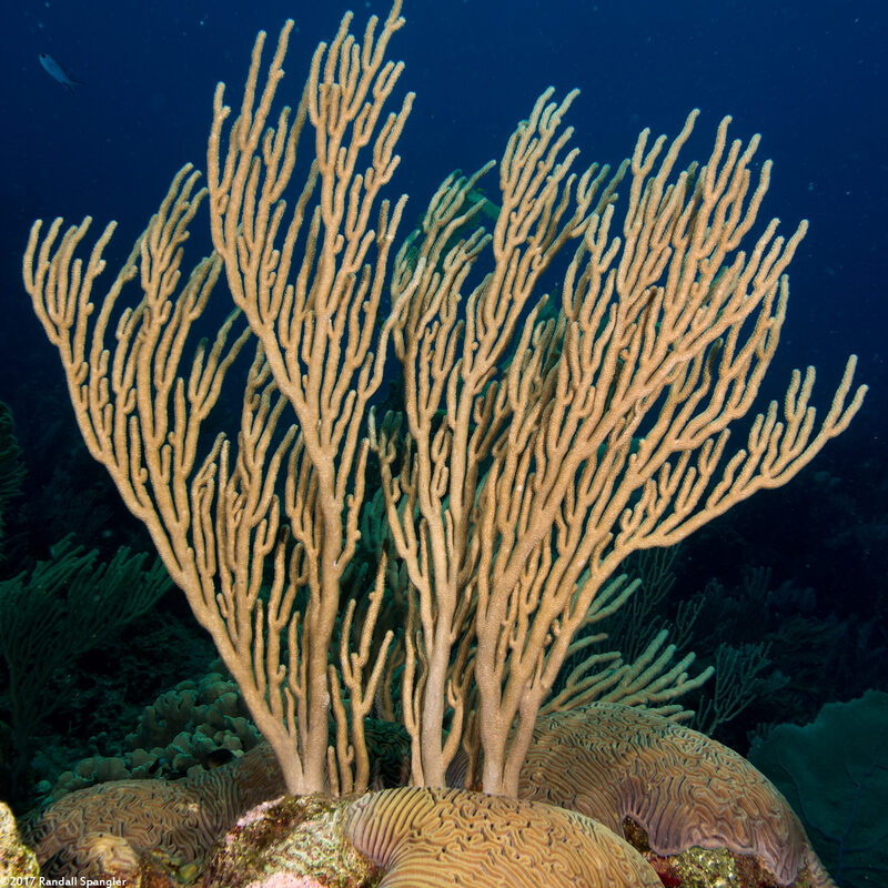 Plexaura flexuosula (Bent Sea Rod)