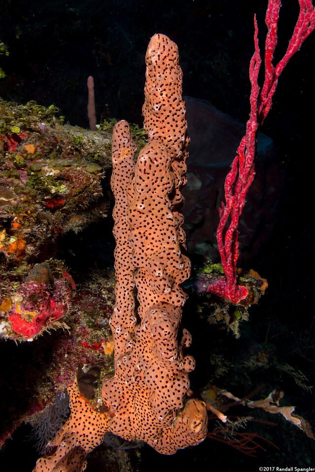 Agelas conifera (Brown Tube Sponge)