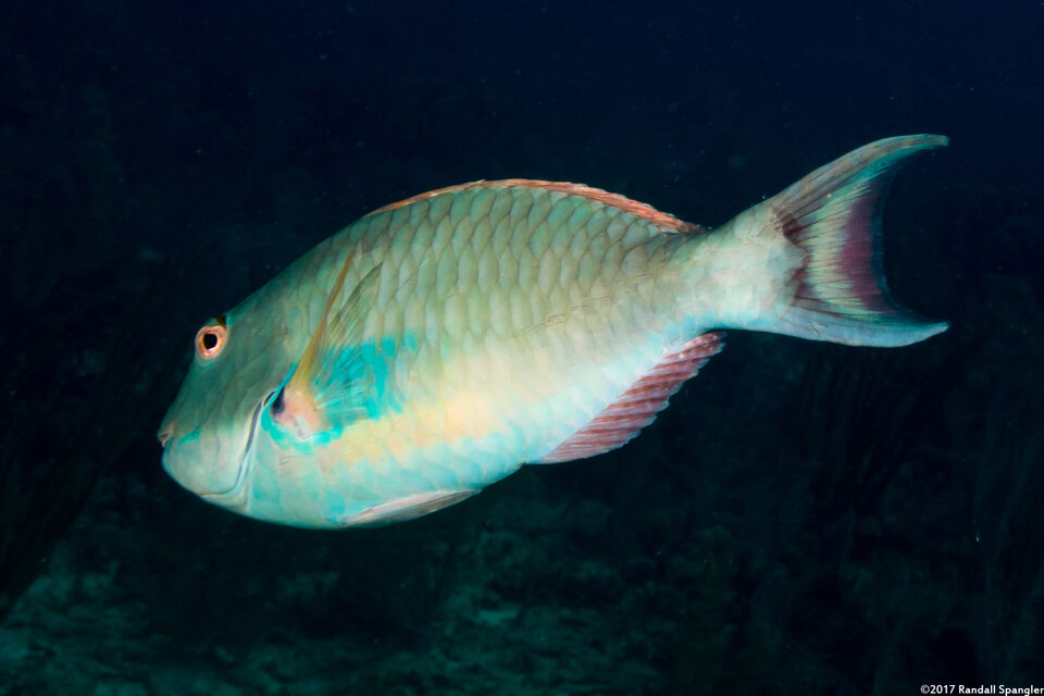 Sparisoma chrysopterum (Redtail Parrotfish)