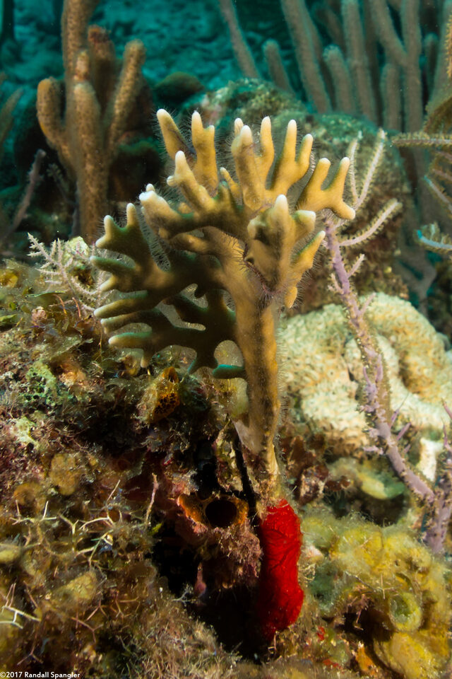 Millepora alcicornis (Branching Fire Coral)