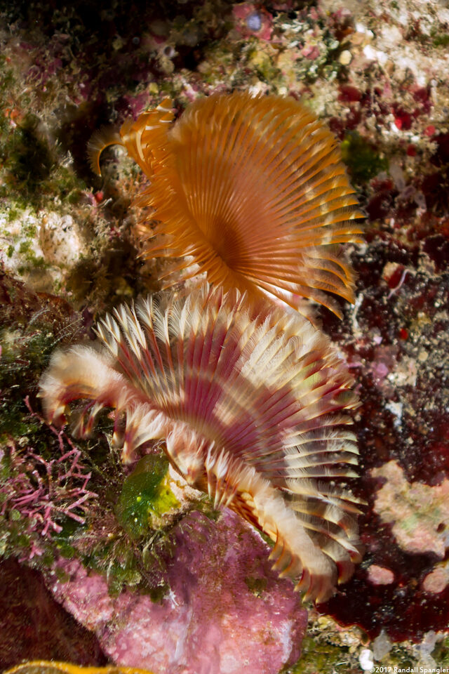 Anamobaea orstedii (Splitcrown Feather Duster)