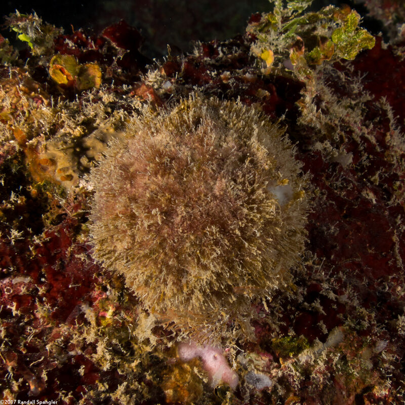 Cinachyrella sp,.1 (Orange Ball Sponge)