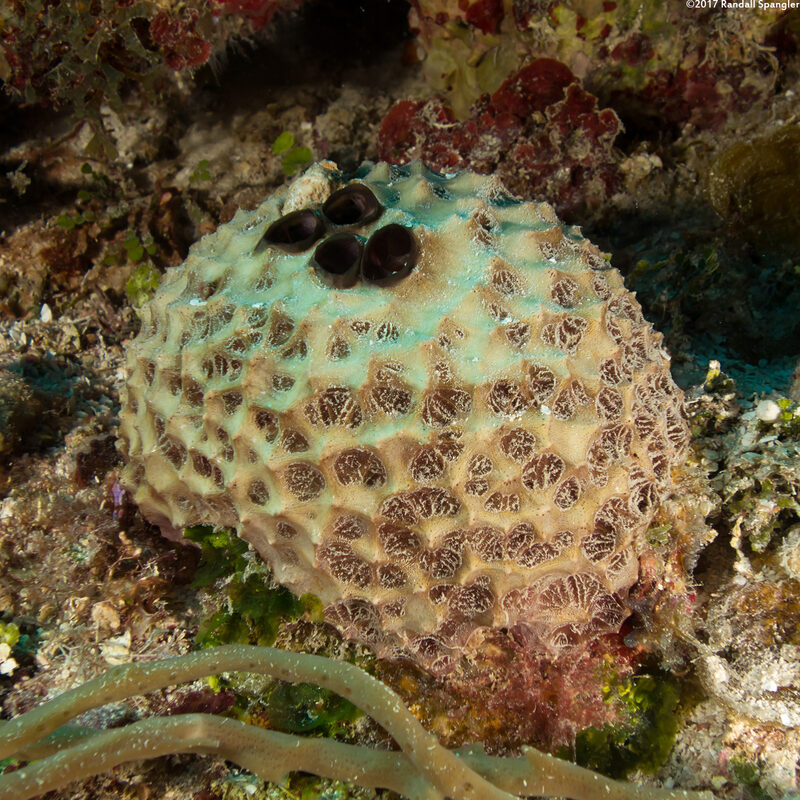 Ircinia strobilina (Black Ball Sponge)