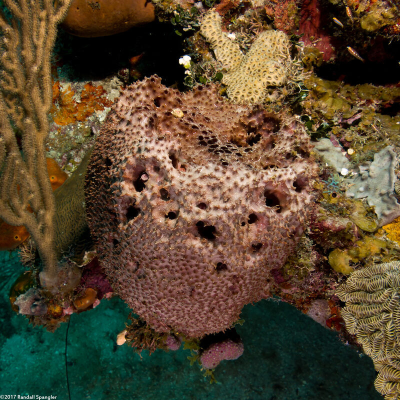 Ircinia strobilina (Black Ball Sponge)