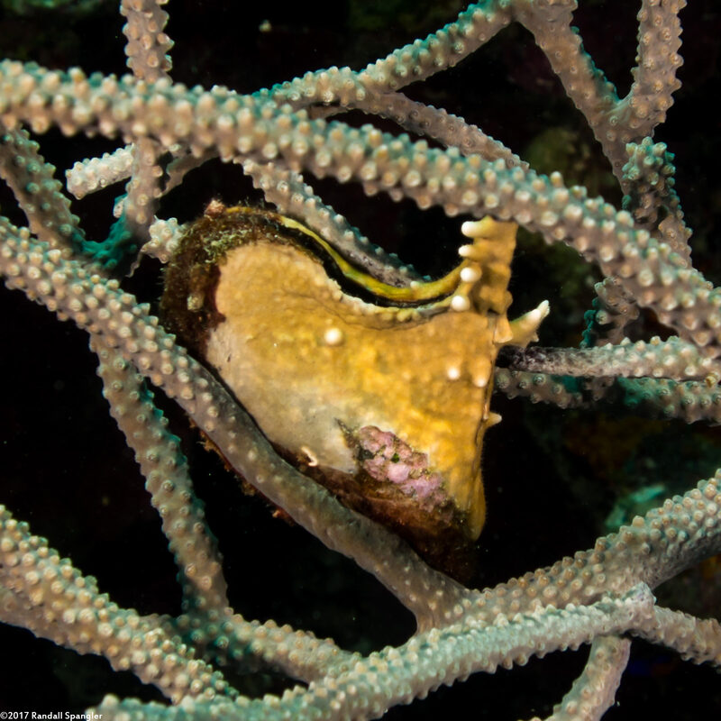 Pteria colymbus (Atlantic Wing-Oyster)