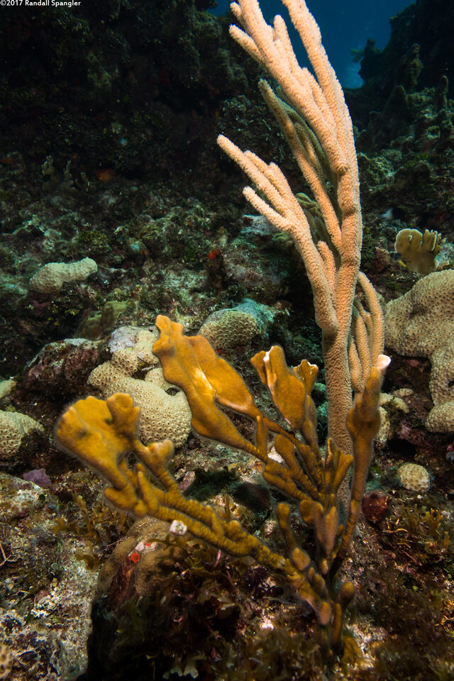 Millepora complanata (Blade Fire Coral)