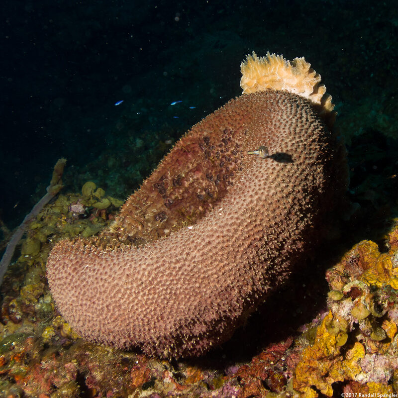 Ircinia strobilina (Black Ball Sponge)