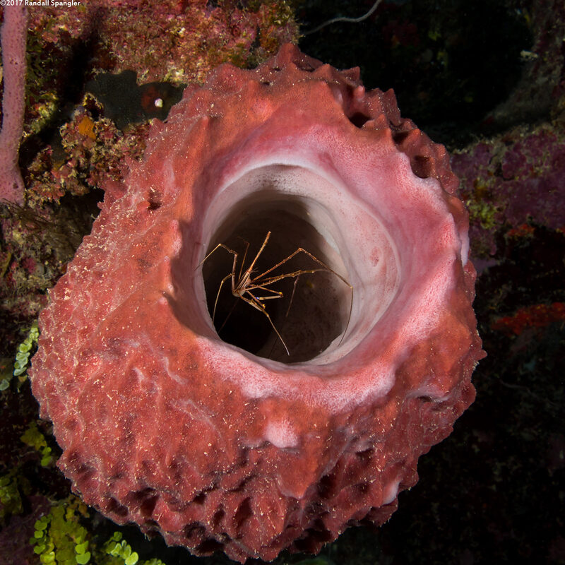 Stenorhynchus seticornis (Yellowline Arrow Crab)