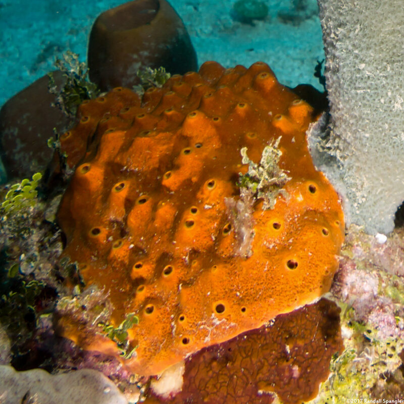 Ectyoplasia ferox (Brown Encrusting Octopus Sponge)