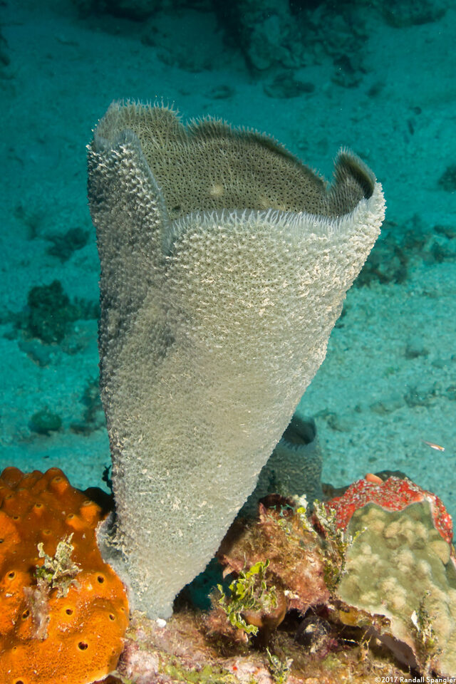 Niphates digitalis (Pink Vase Sponge)