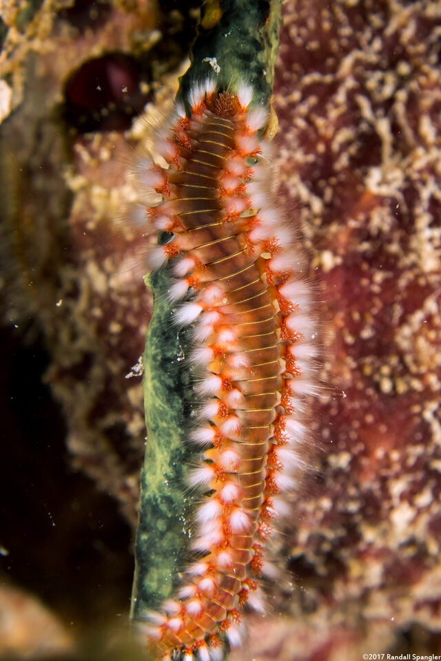 Hermodice carunculata (Bearded Fireworm)