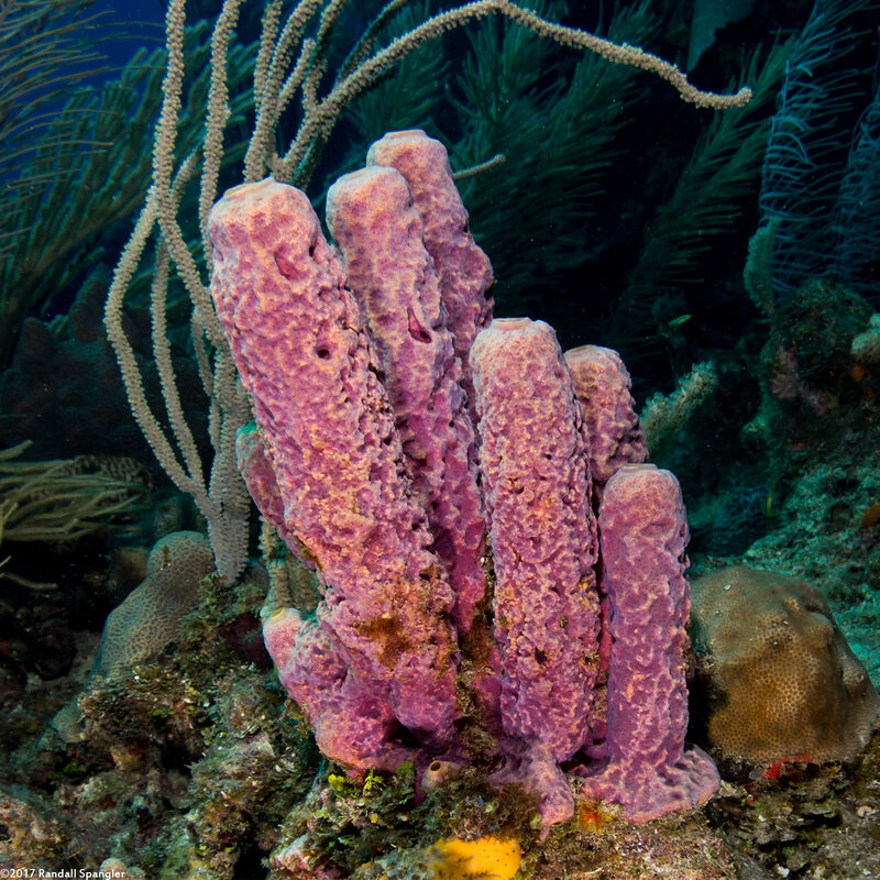 Aplysina archeri (Stovepipe Sponge)