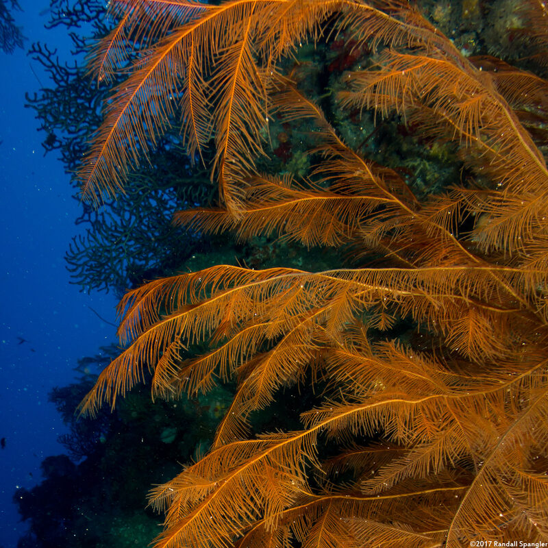 Plumapathes pennacea (Feather Black Coral)