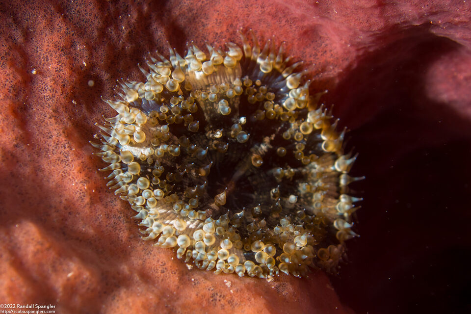 Undetermined-1 (Light Bulb Anemone)