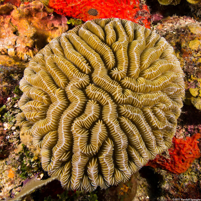 Meandrina meandrites (Maze Coral)