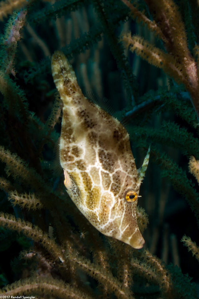Monacanthus tuckeri (Slender Filefish)