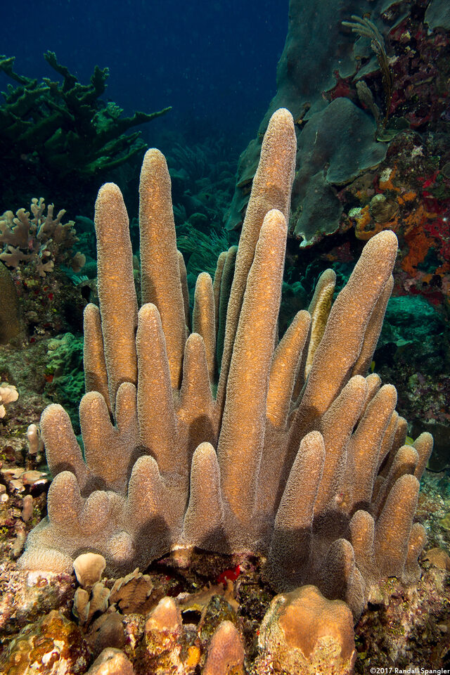 Dendrogyra cylindrus (Pillar Coral)