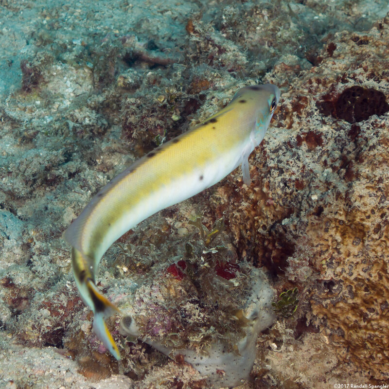 Malacanthus plumieri (Sand Tilefish)