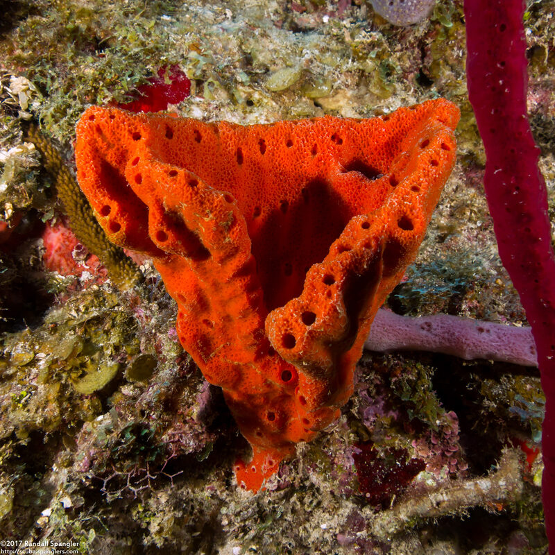 Dragmacidon lunaecharta (Flattened Rope Sponge)