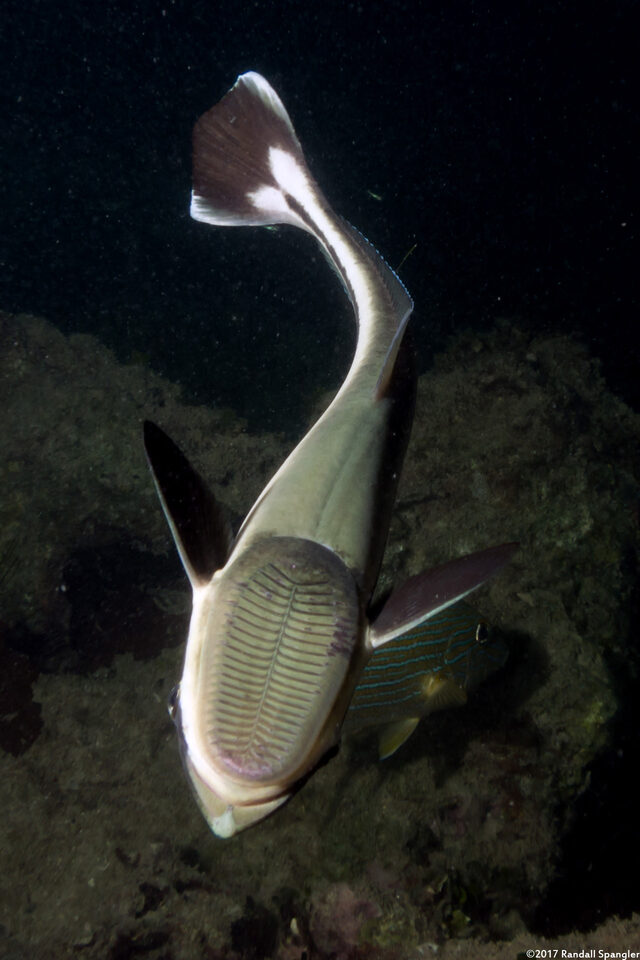 Echeneis naucrates (Sharksucker)