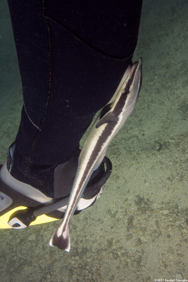 Echeneis naucrates (Sharksucker); This one decided I was a larger fish