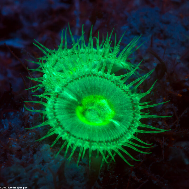 Palythoa grandis (Sun Zoanthid)