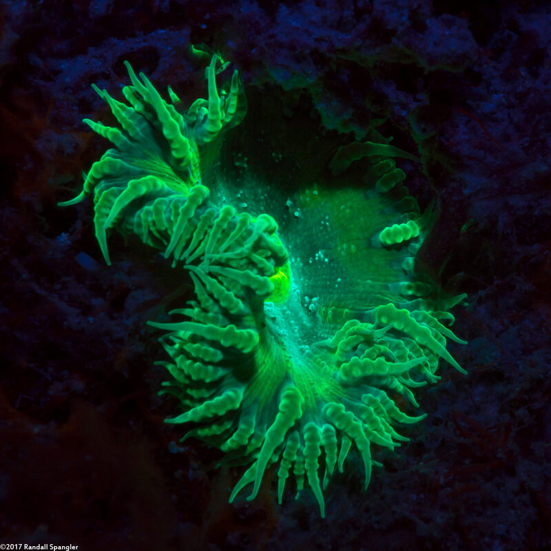 Phymanthus crucifer (Beaded Anemone)