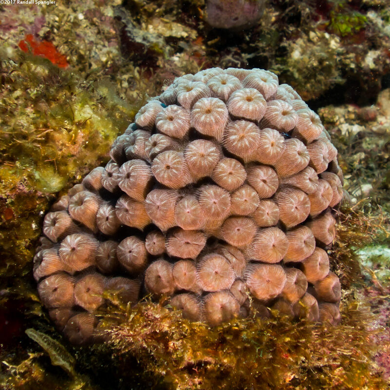Montastraea cavernosa (Great Star Coral)