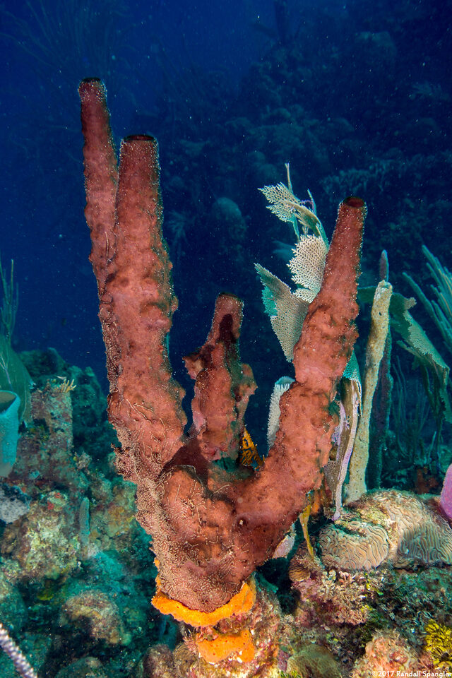 Neopetrosia rosariensis (Neopetrosia rosariensis)