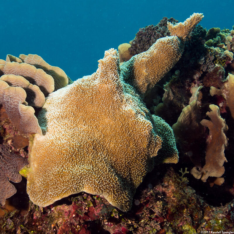 Acropora palmata (Elkhorn Coral)