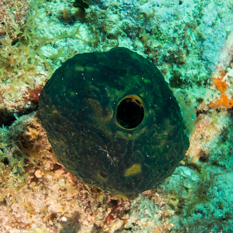 Verongula reiswigi (Verongula Reiswigi)