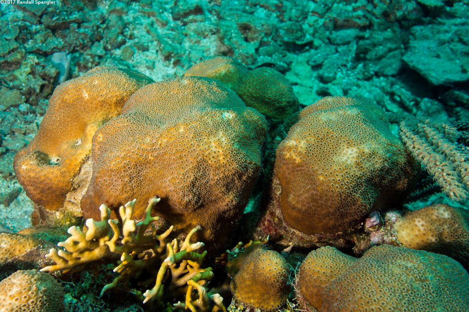 Orbicella franksi (Boulder Star Coral)