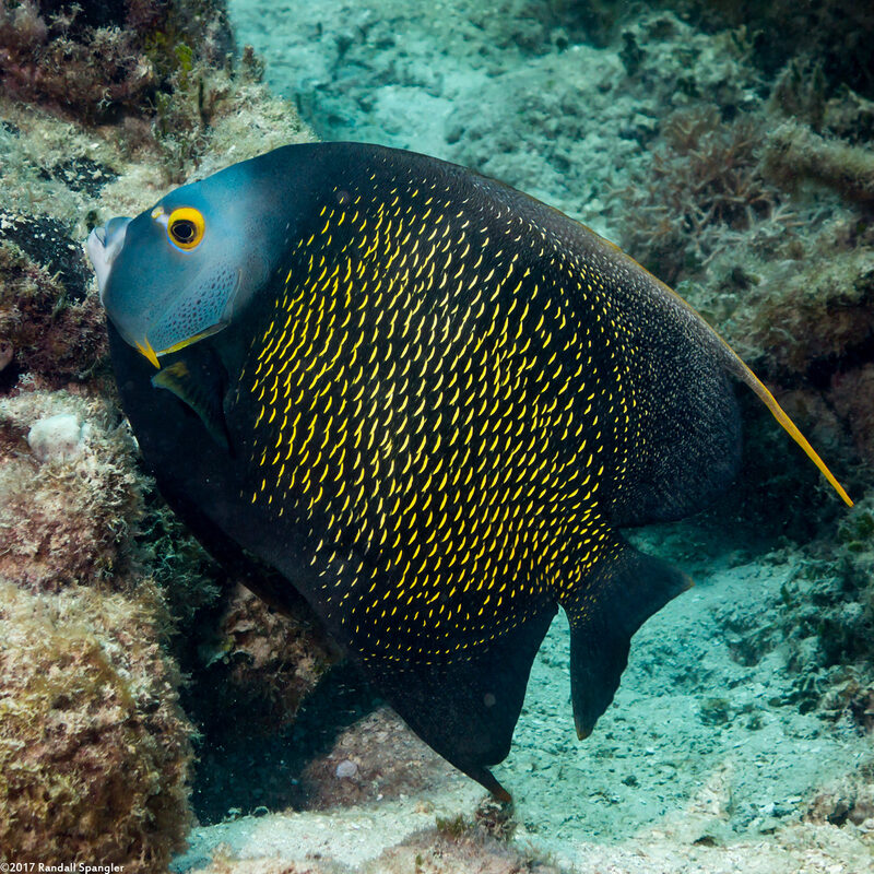 Pomacanthus paru (French Angelfish)