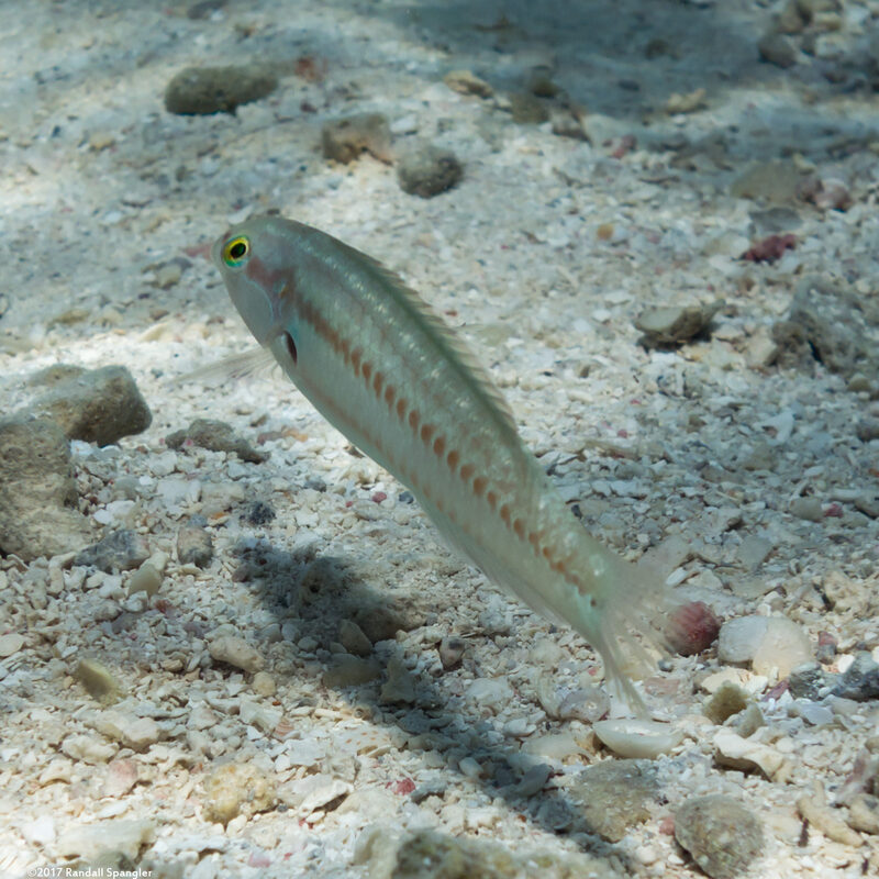 Halichoeres bivittatus (Slippery Dick)